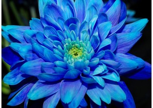 fleur-bleue-virus